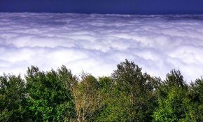 Cloud Forest